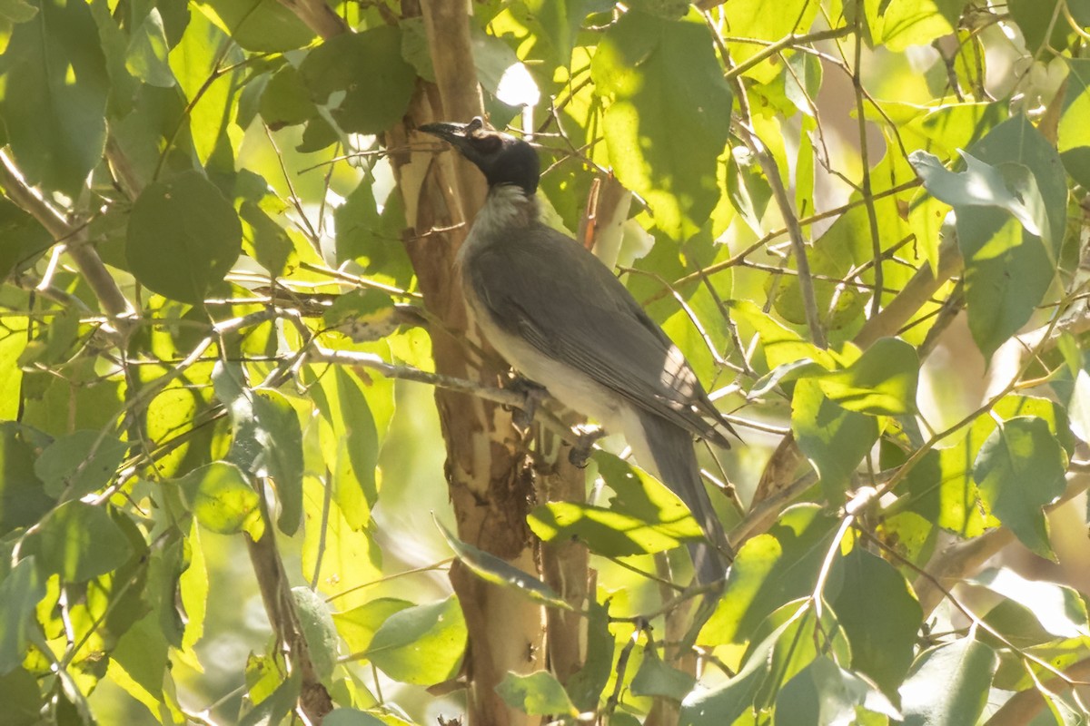 Noisy Friarbird - ML646166420