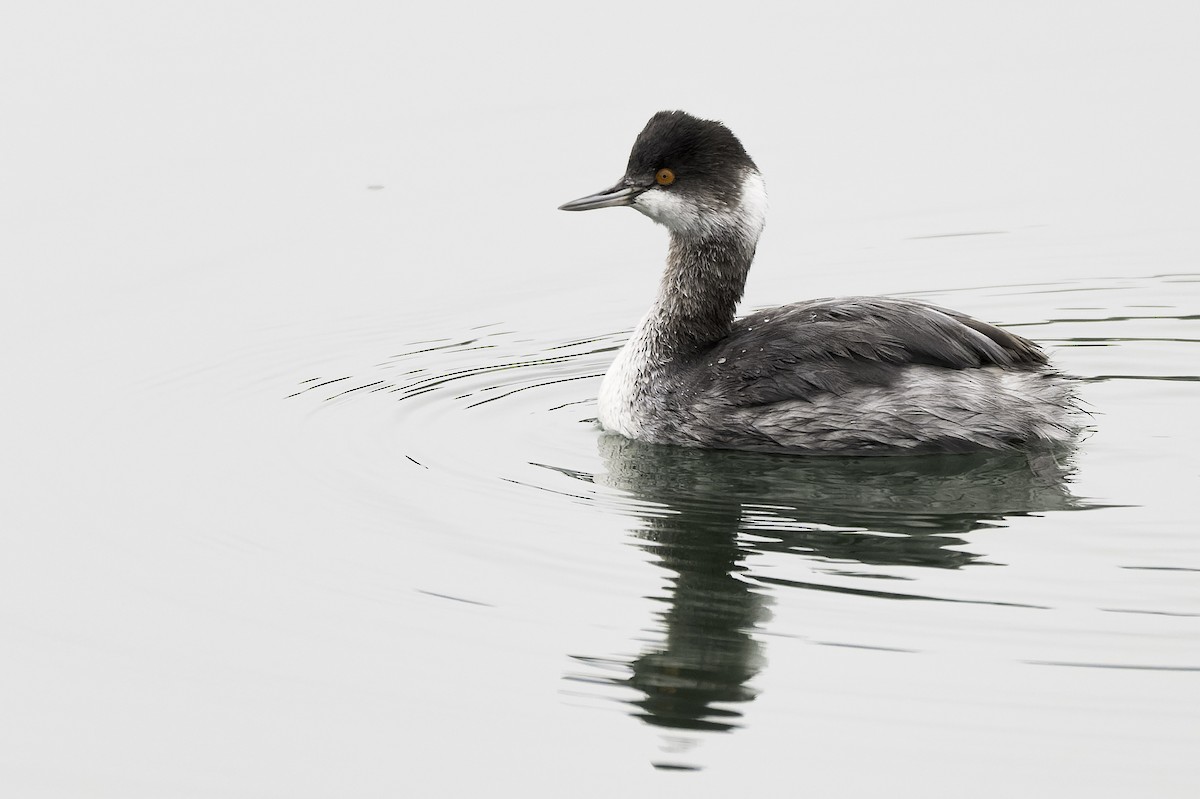 Eared Grebe - ML646166421