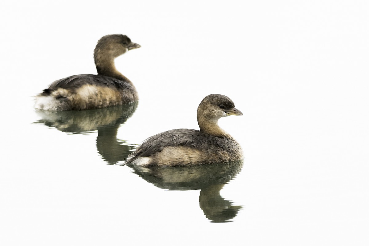 Pied-billed Grebe - ML646166422