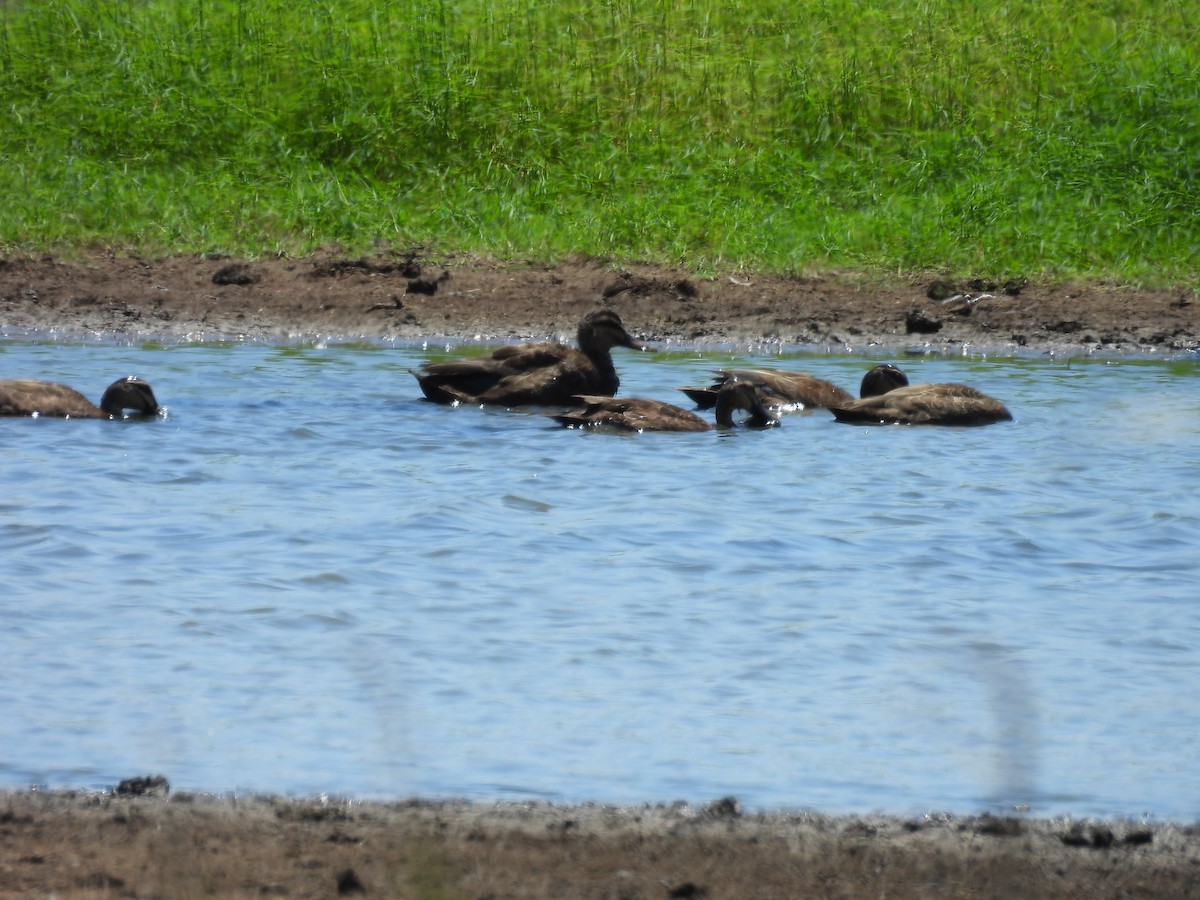 Pacific Black Duck - ML646166423
