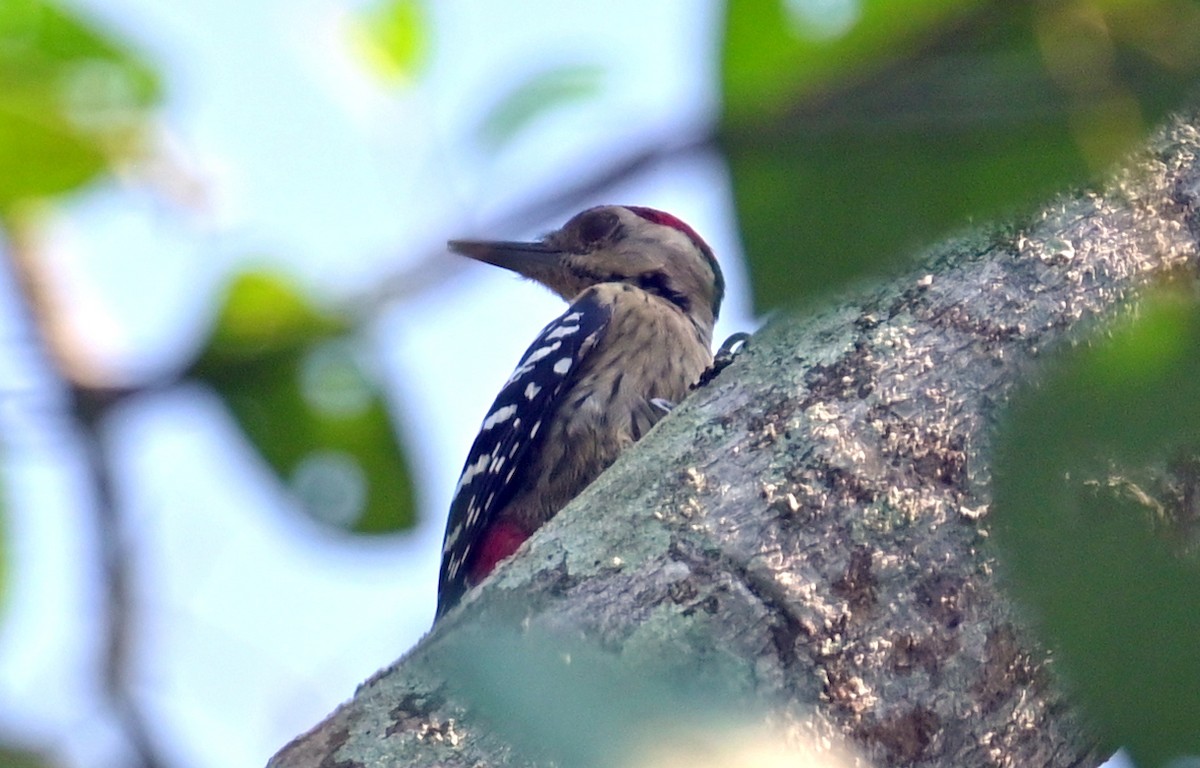 Fulvous-breasted Woodpecker - ML646166434