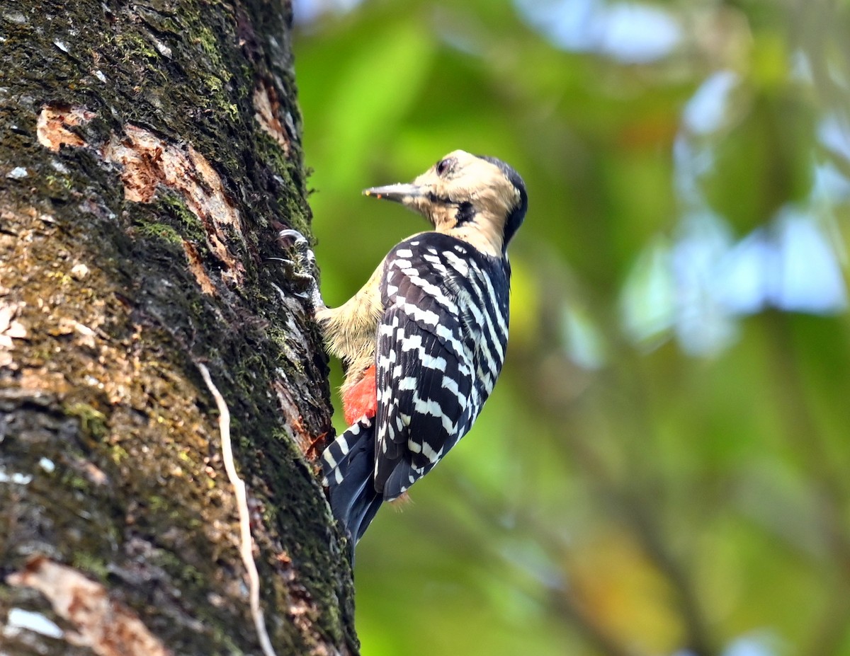 Fulvous-breasted Woodpecker - ML646166435