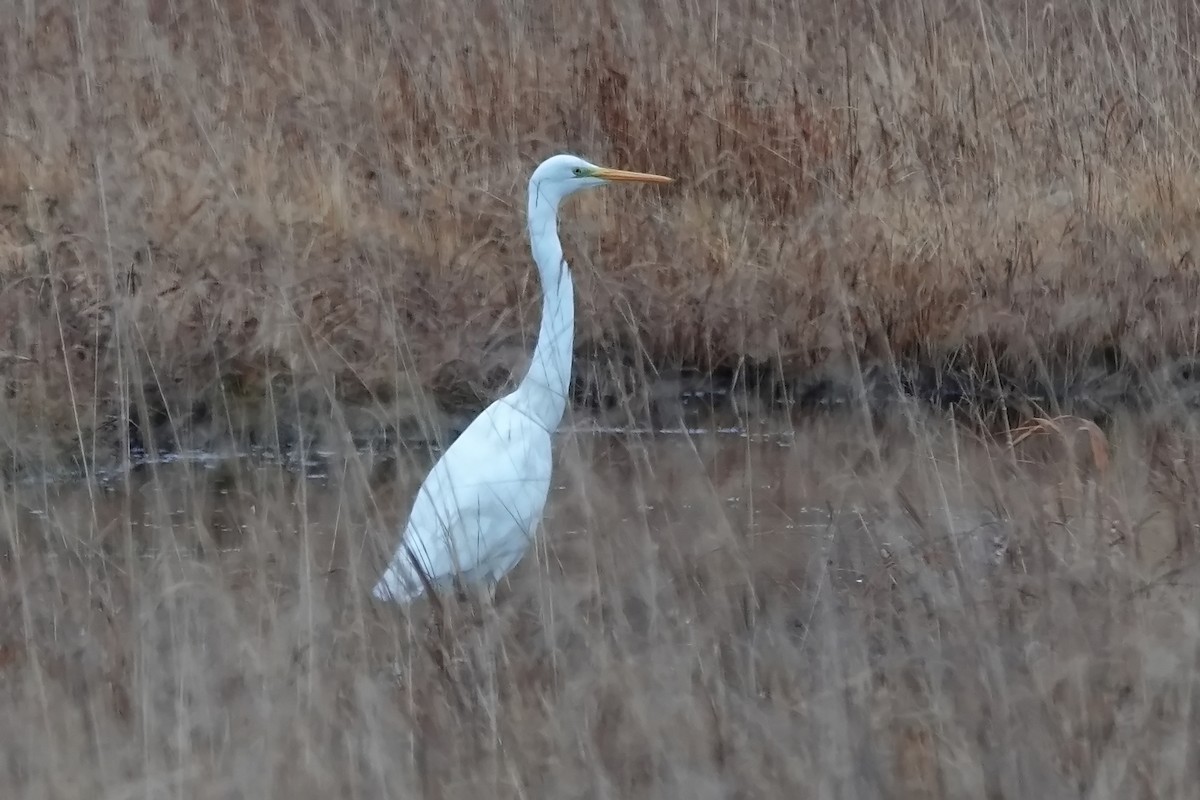 Great Egret - ML646166437