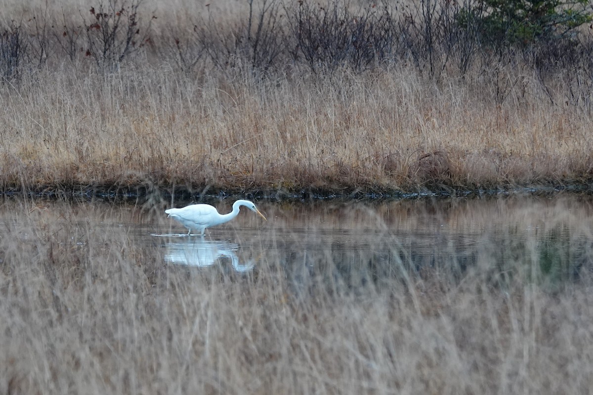 Great Egret - ML646166438