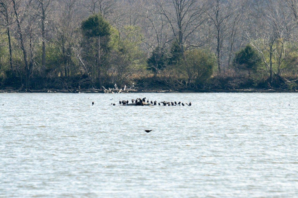 Double-crested Cormorant - ML646166439