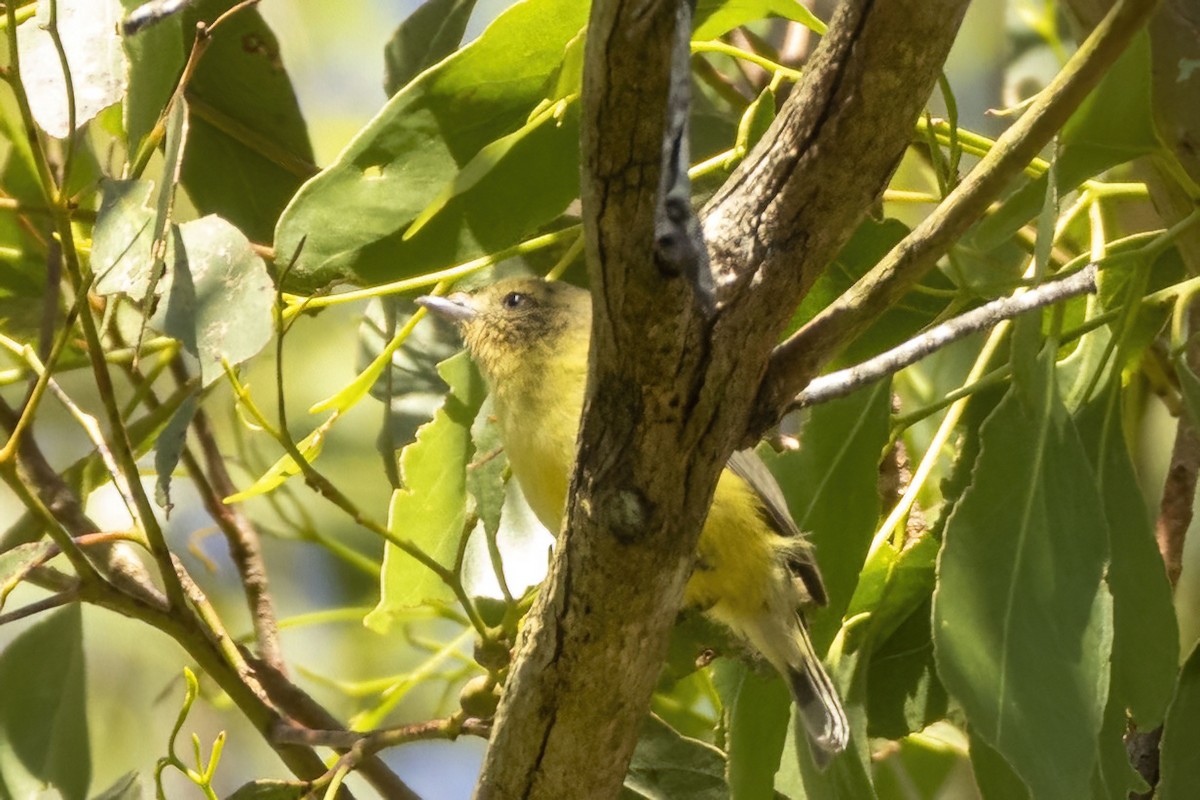 Yellow Thornbill - ML646166440