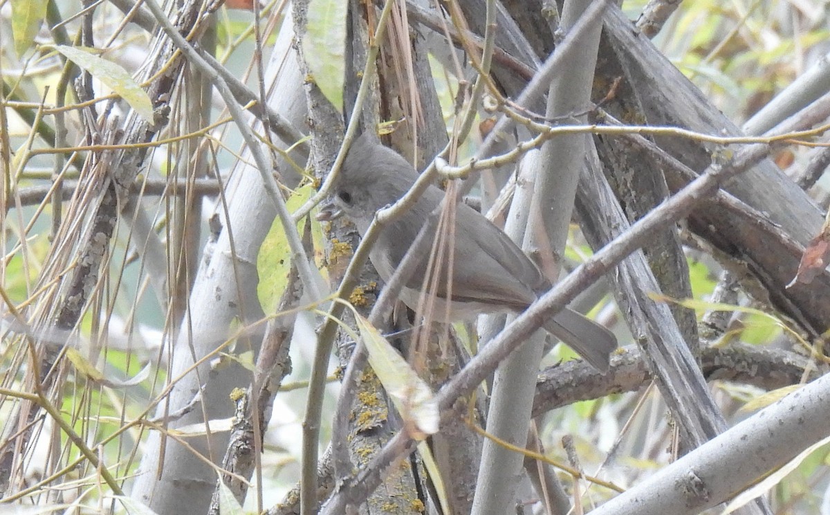 Oak Titmouse - ML646166444