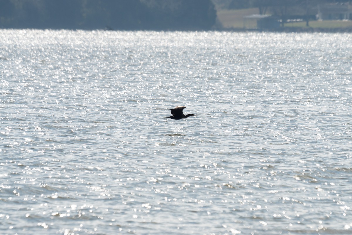 Double-crested Cormorant - ML646166456