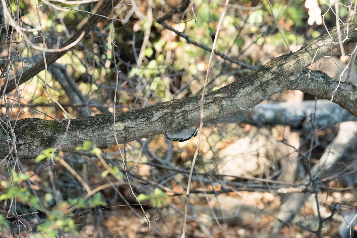 Downy Woodpecker - ML646166458