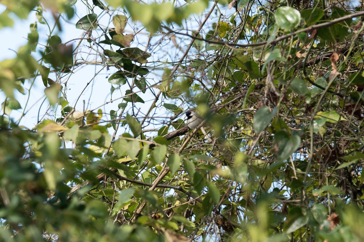 Carolina Chickadee - ML646166460