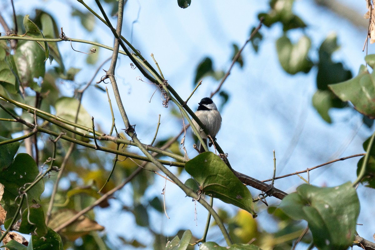 Carolina Chickadee - ML646166461