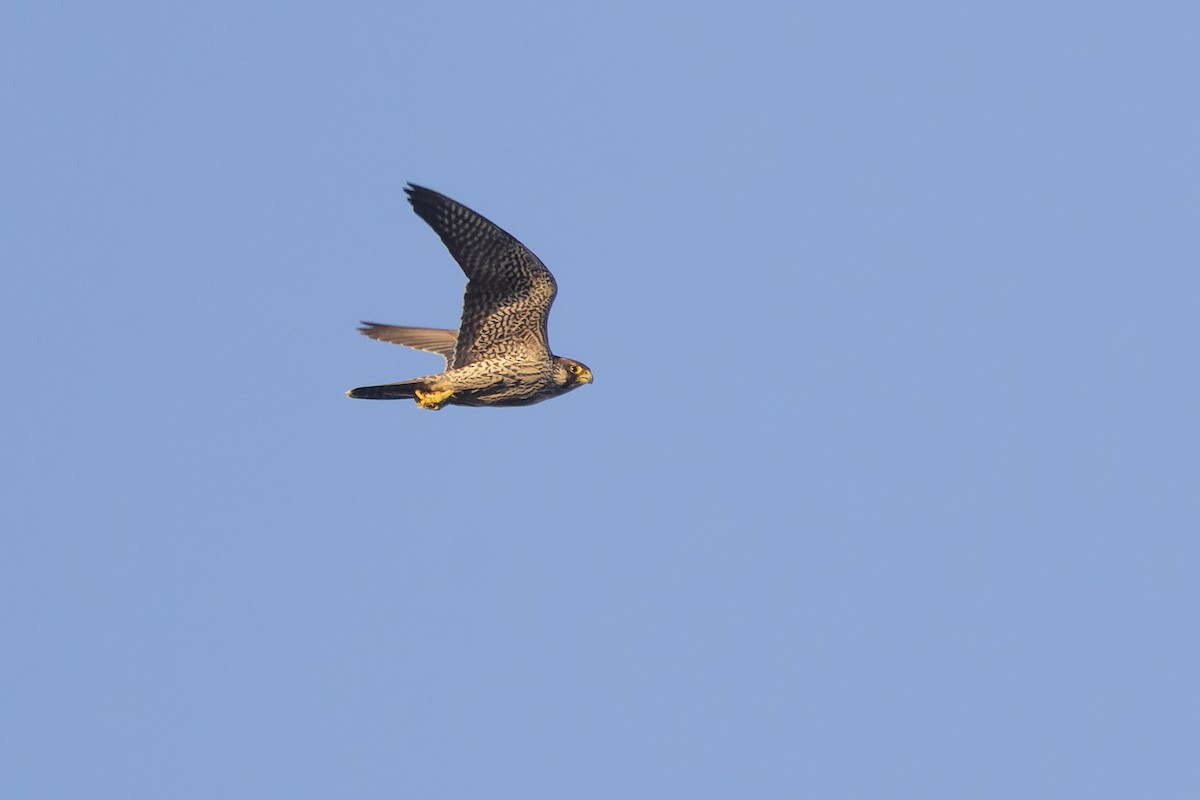 Peregrine Falcon - ML646166462