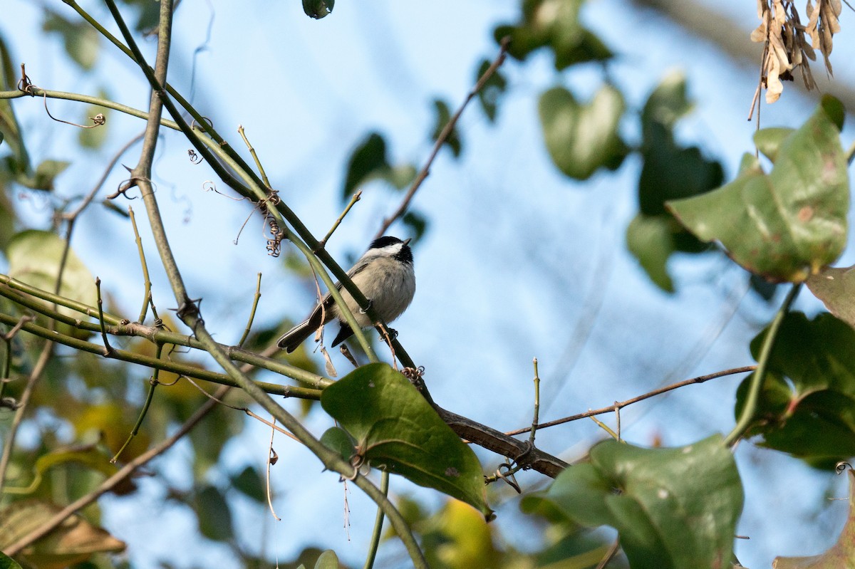 Carolina Chickadee - ML646166463