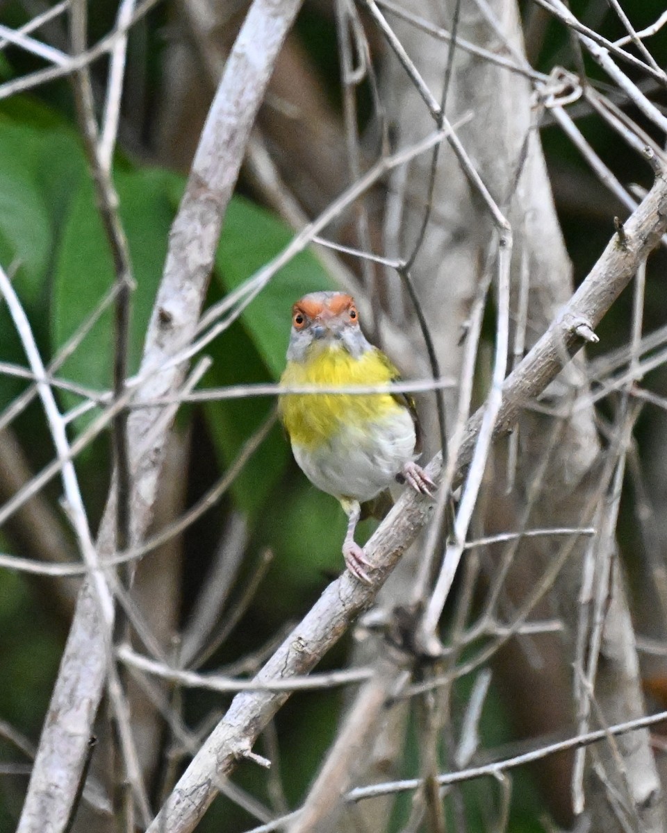 アカマユカラシモズ（gujanensis グループ） - ML646166464