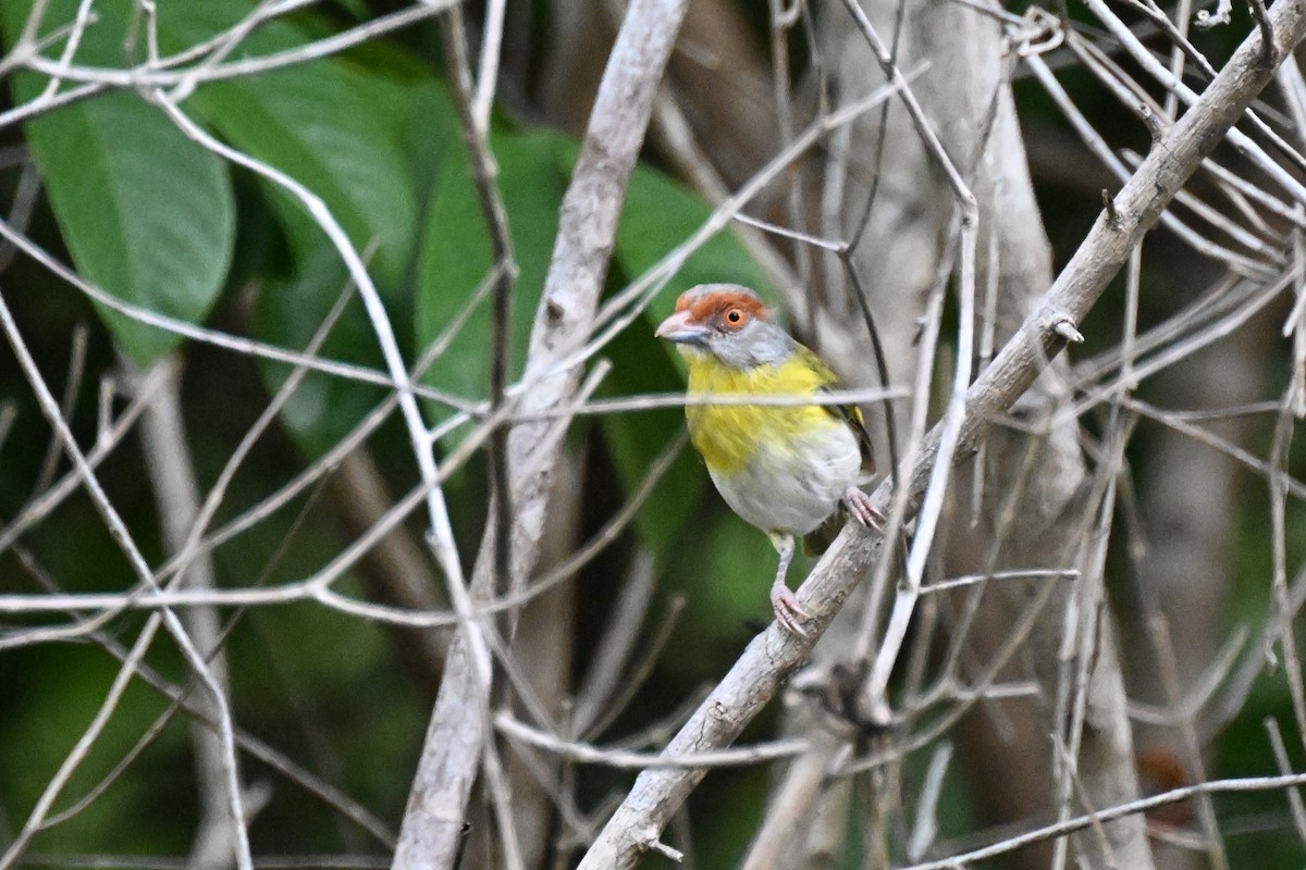 アカマユカラシモズ（gujanensis グループ） - ML646166465