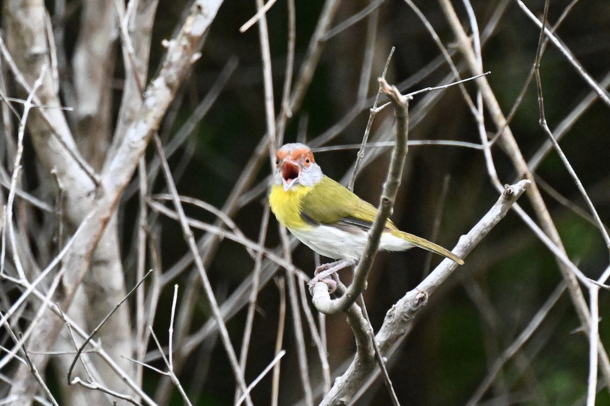 アカマユカラシモズ（gujanensis グループ） - ML646166466