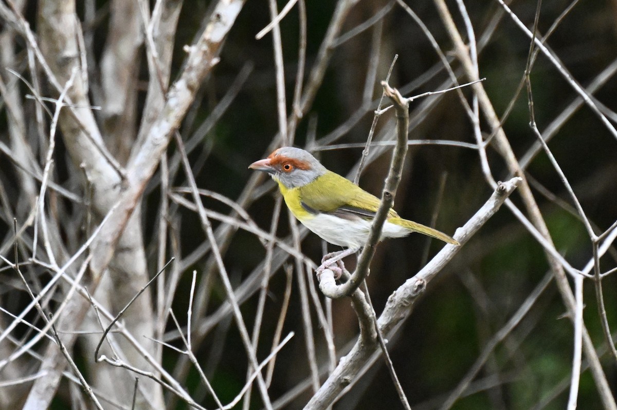 アカマユカラシモズ（gujanensis グループ） - ML646166467