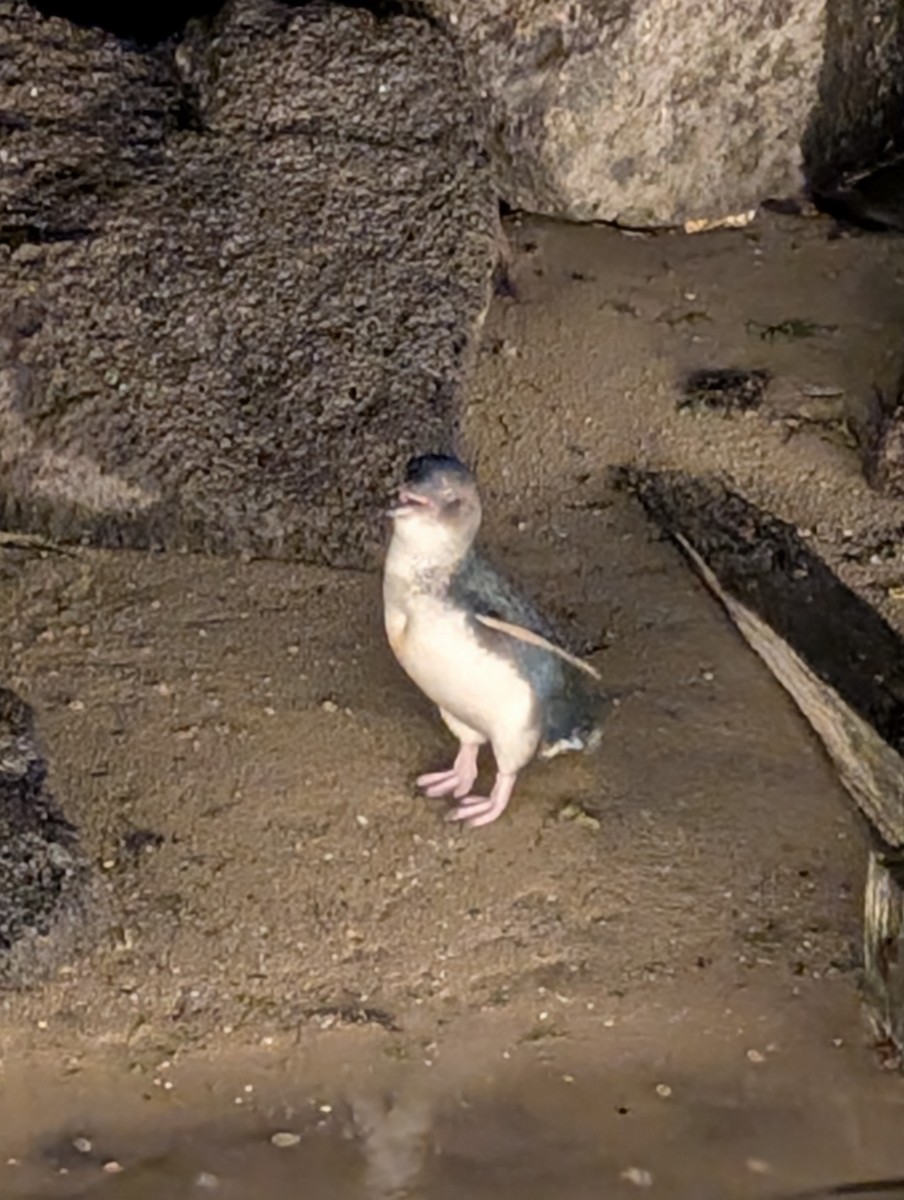 Малый пингвин - ML646166468