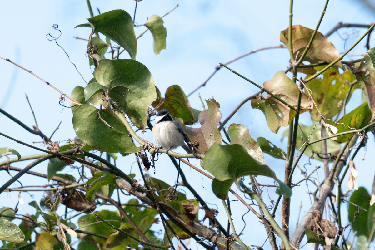 Carolina Chickadee - ML646166469