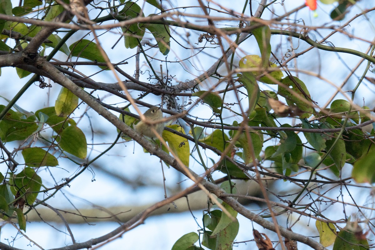 Ruby-crowned Kinglet - ML646166472