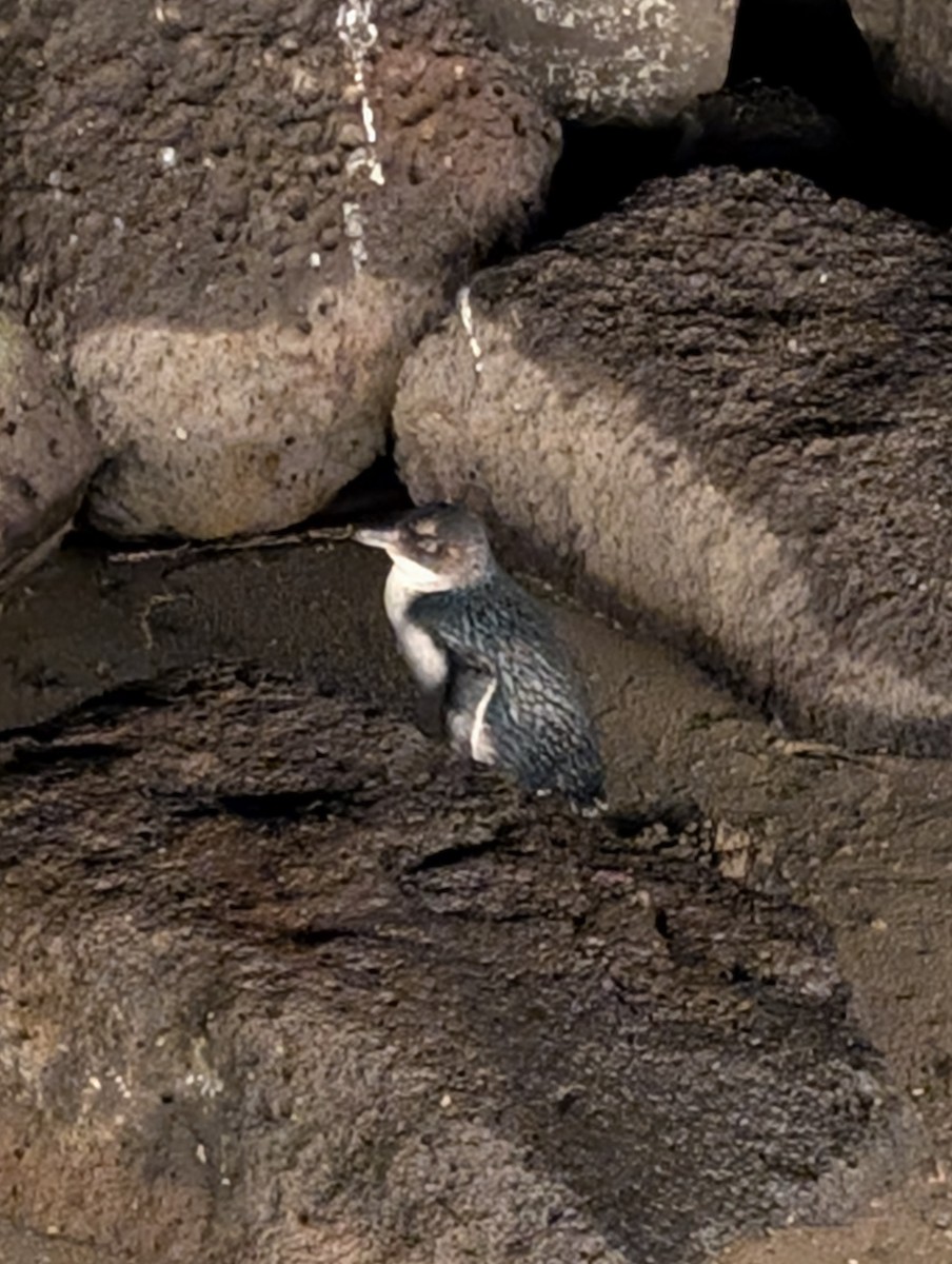 Малый пингвин - ML646166473