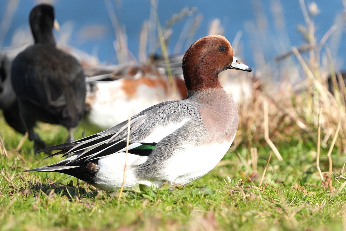 Canard siffleur - ML646166482