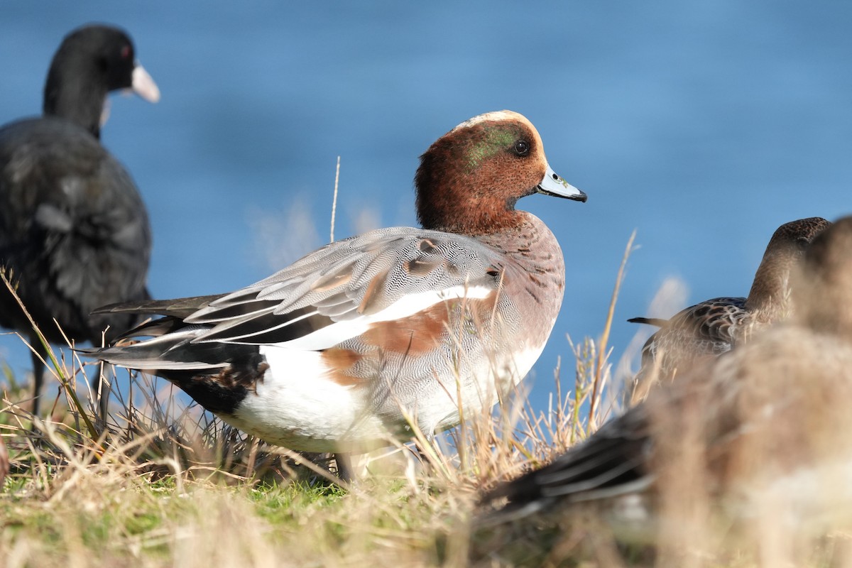 Canard siffleur - ML646166483