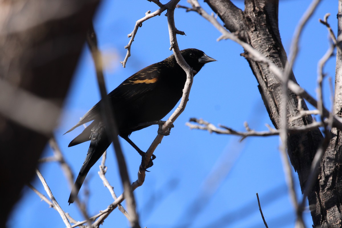 Red-winged Blackbird - ML646166485
