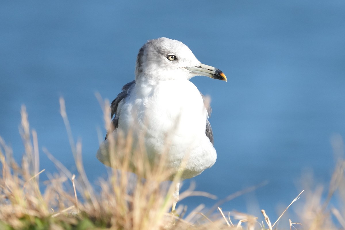 Goéland à queue noire - ML646166486