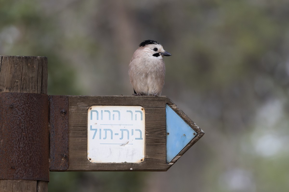 Eurasian Jay - ML646166490