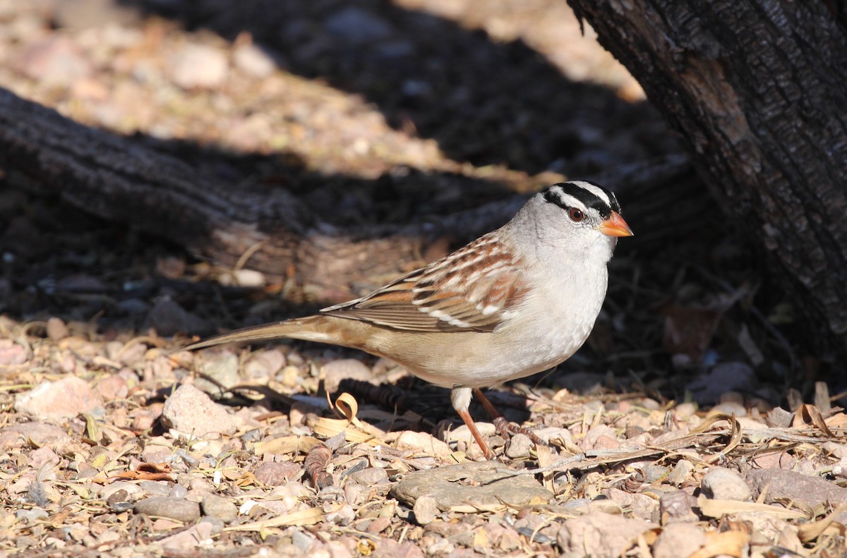 strnadec bělopásý - ML646166494
