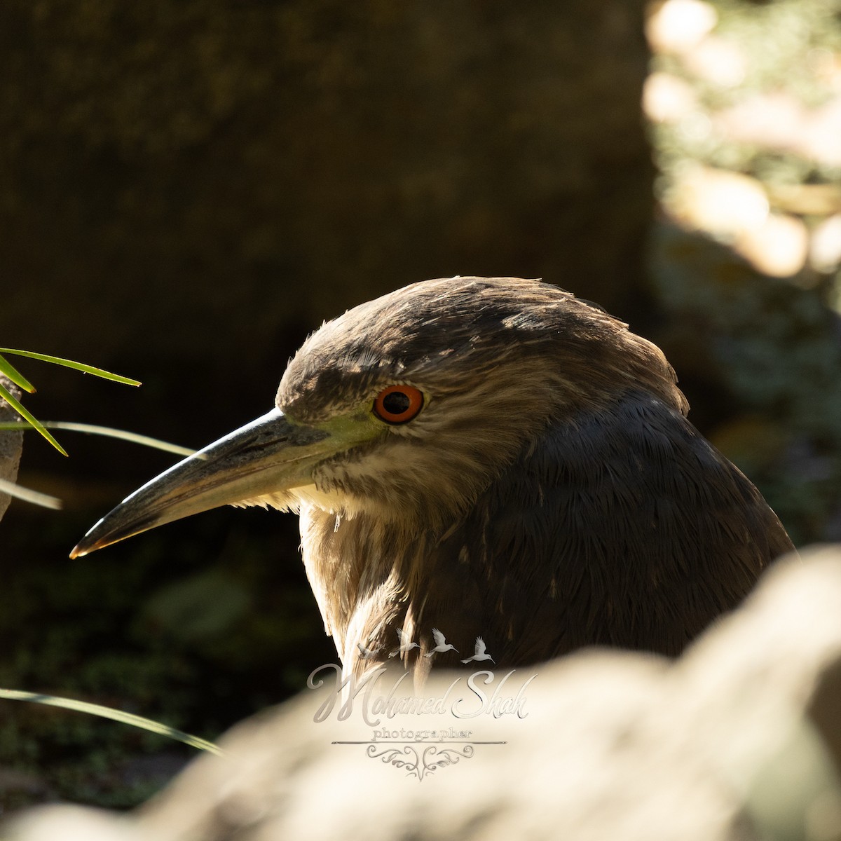 Black-crowned Night Heron - ML646166495