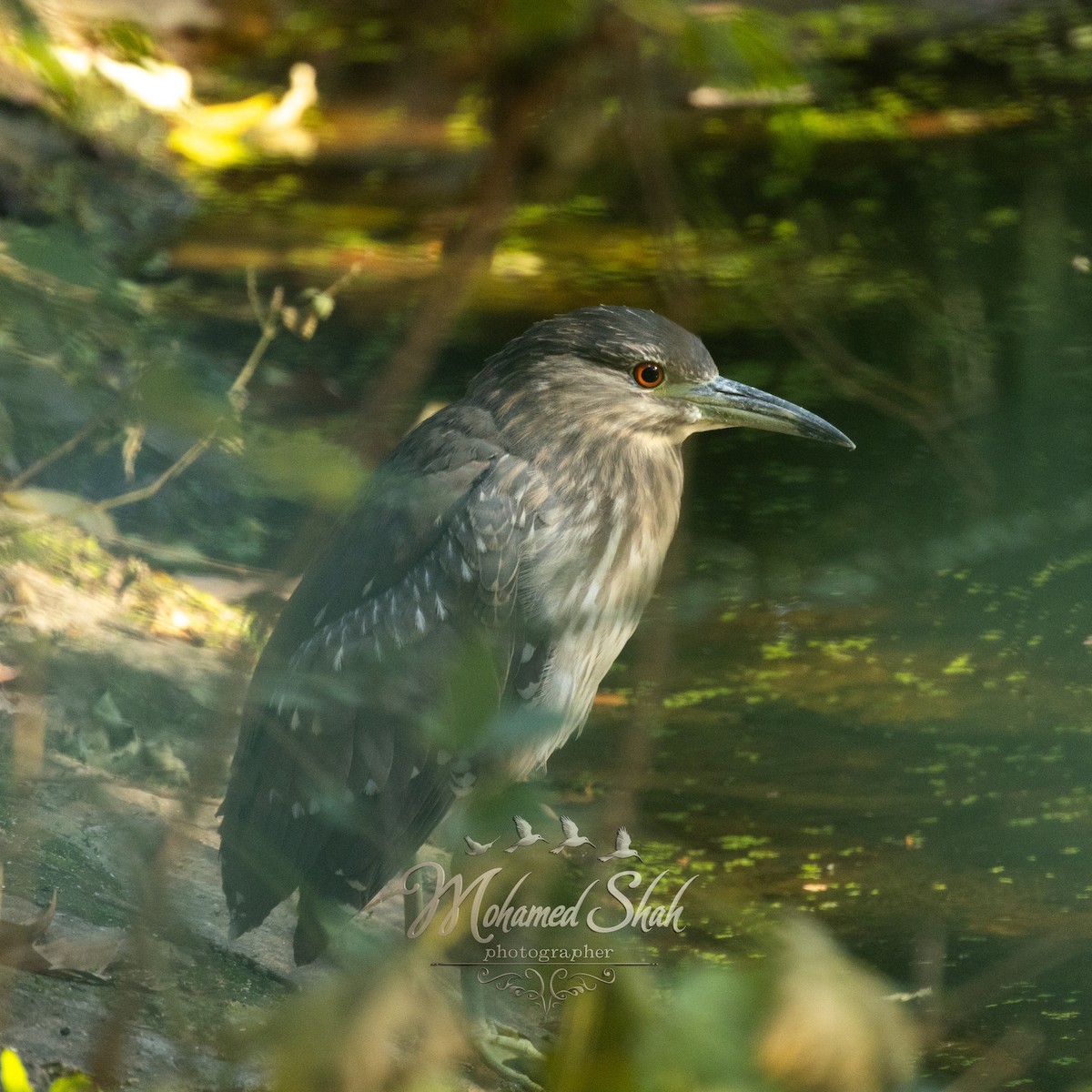 Black-crowned Night Heron - ML646166496