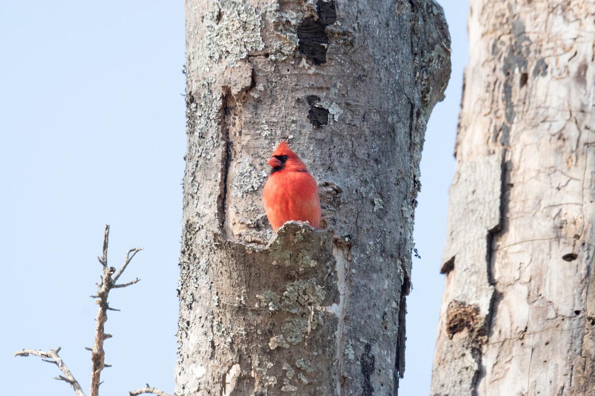 rødkardinal - ML646166497