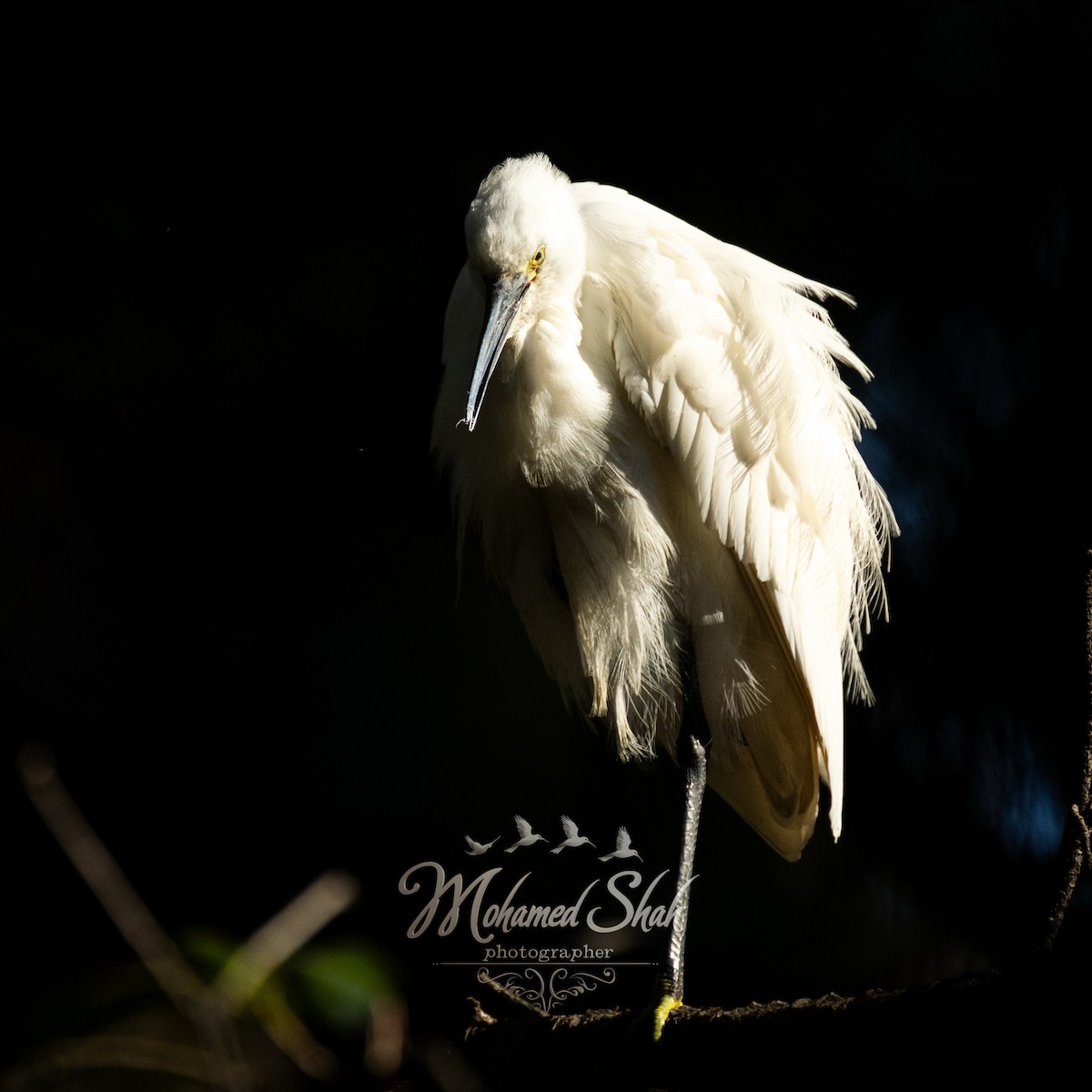 Little Egret - ML646166499