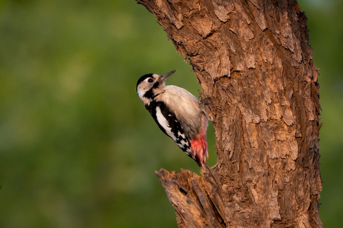 カタジロアカゲラ - ML646166501