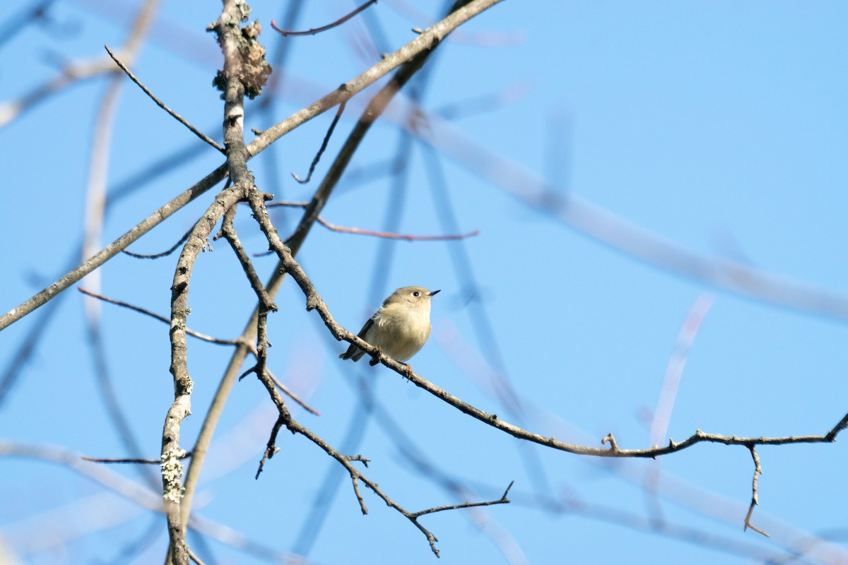 Ruby-crowned Kinglet - ML646166506