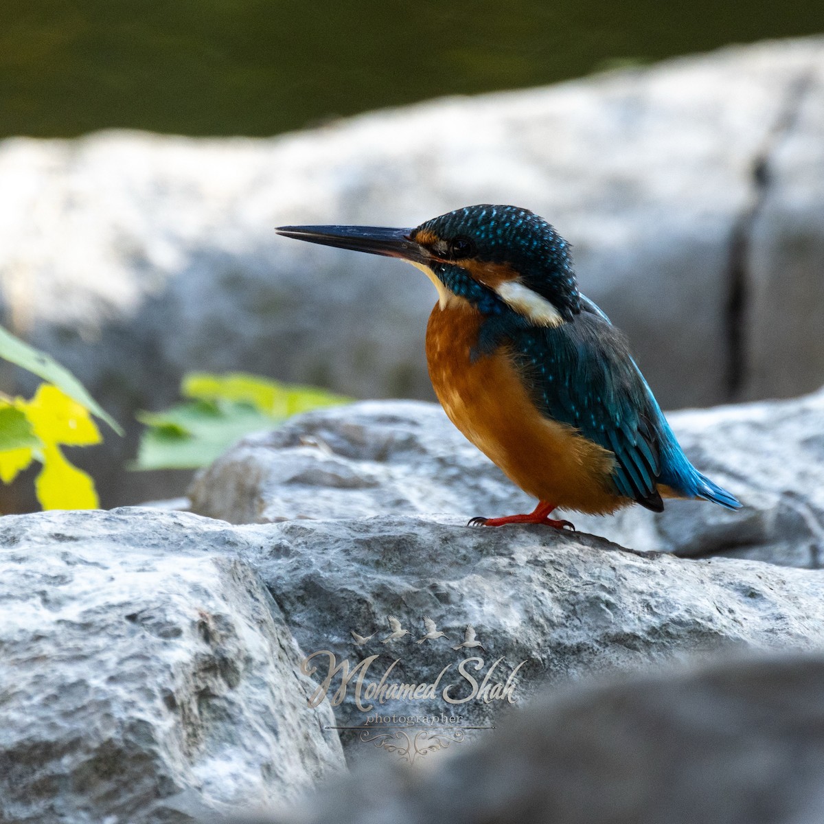 Common Kingfisher - ML646166507