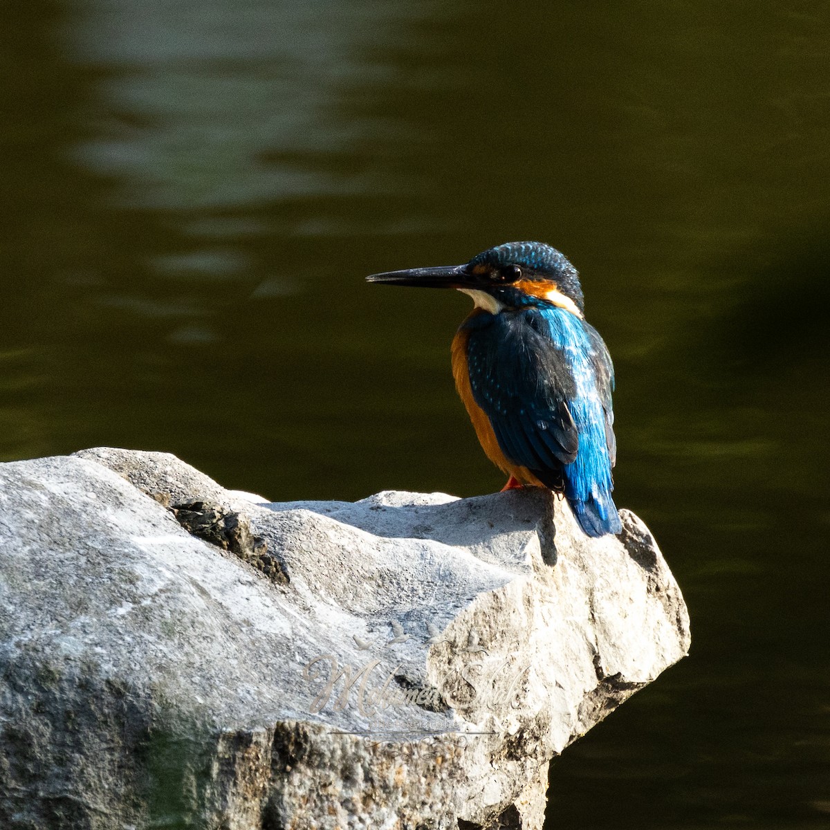 Common Kingfisher - ML646166508