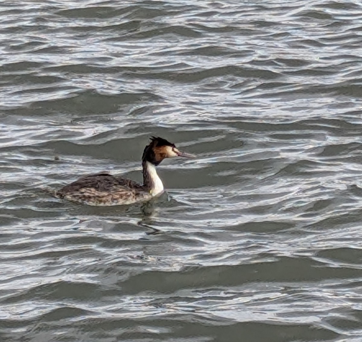 Great Crested Grebe - ML646166513