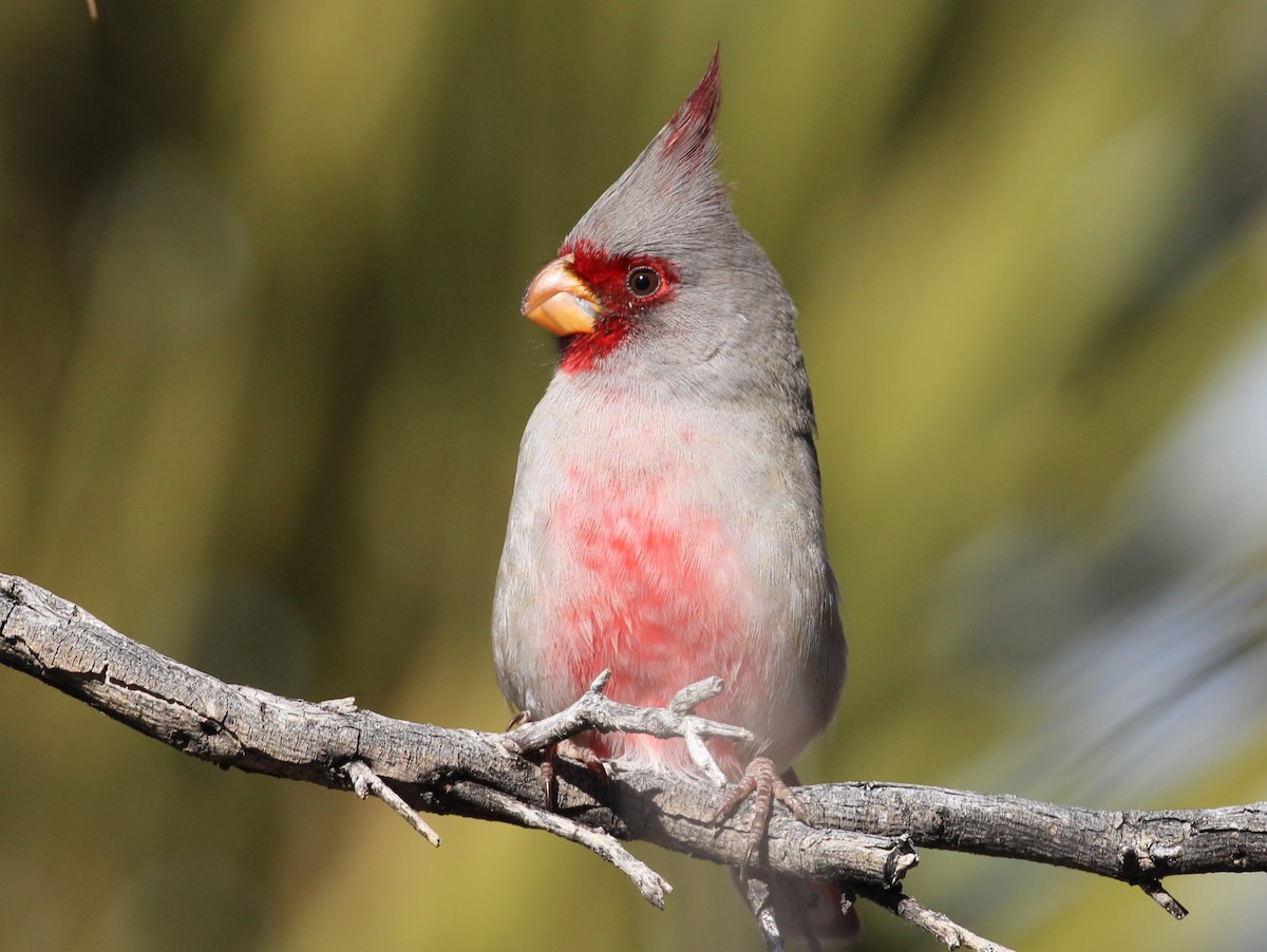 Pyrrhuloxia - ML646166514
