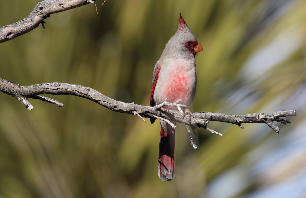 Pyrrhuloxia - ML646166515