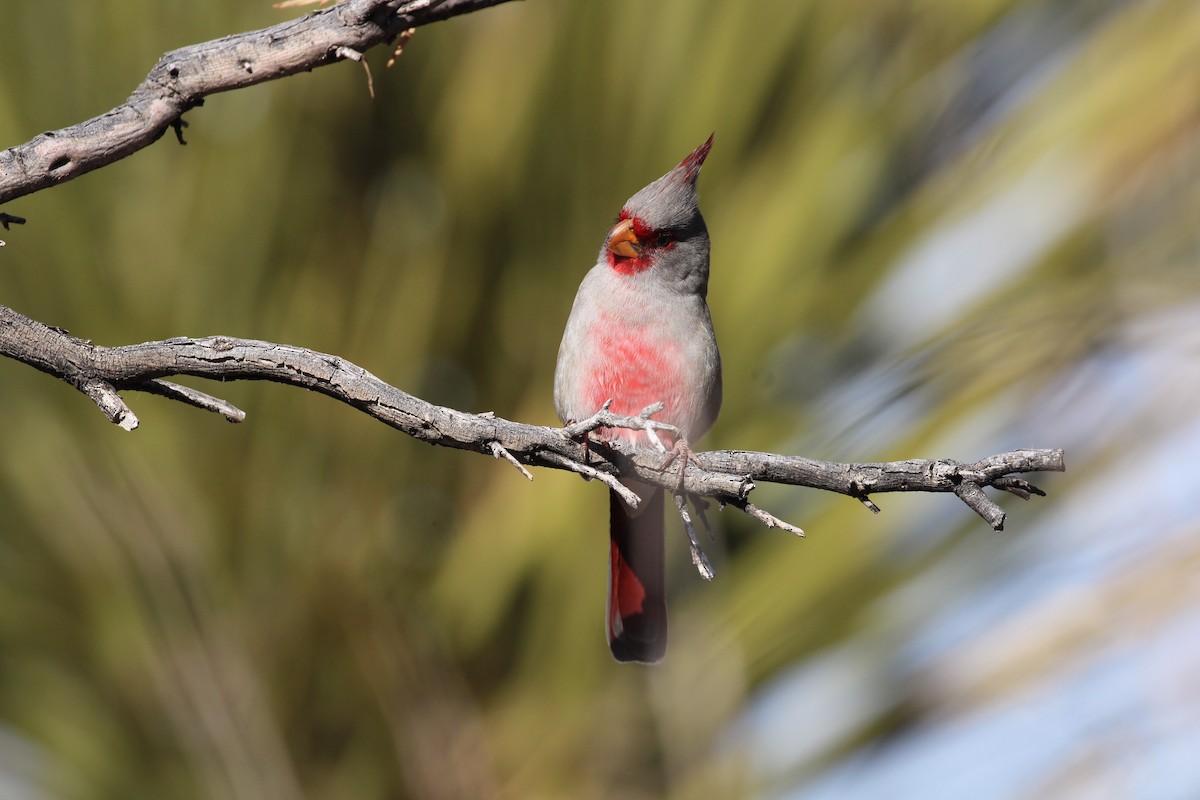 Pyrrhuloxia - ML646166516
