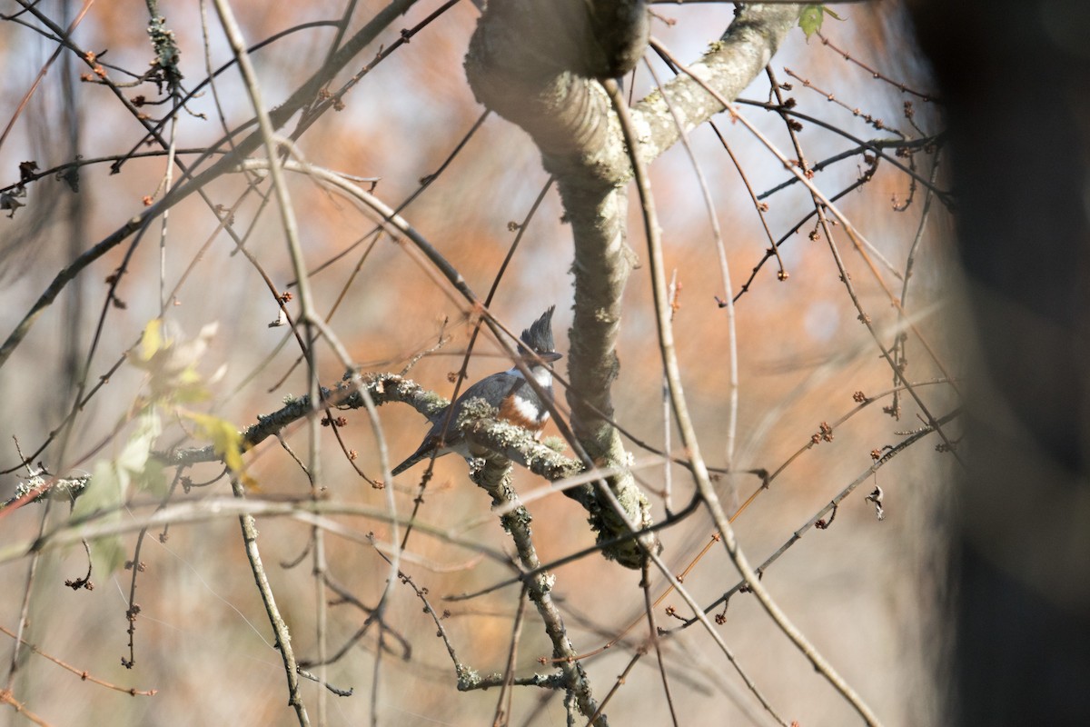 Belted Kingfisher - ML646166517