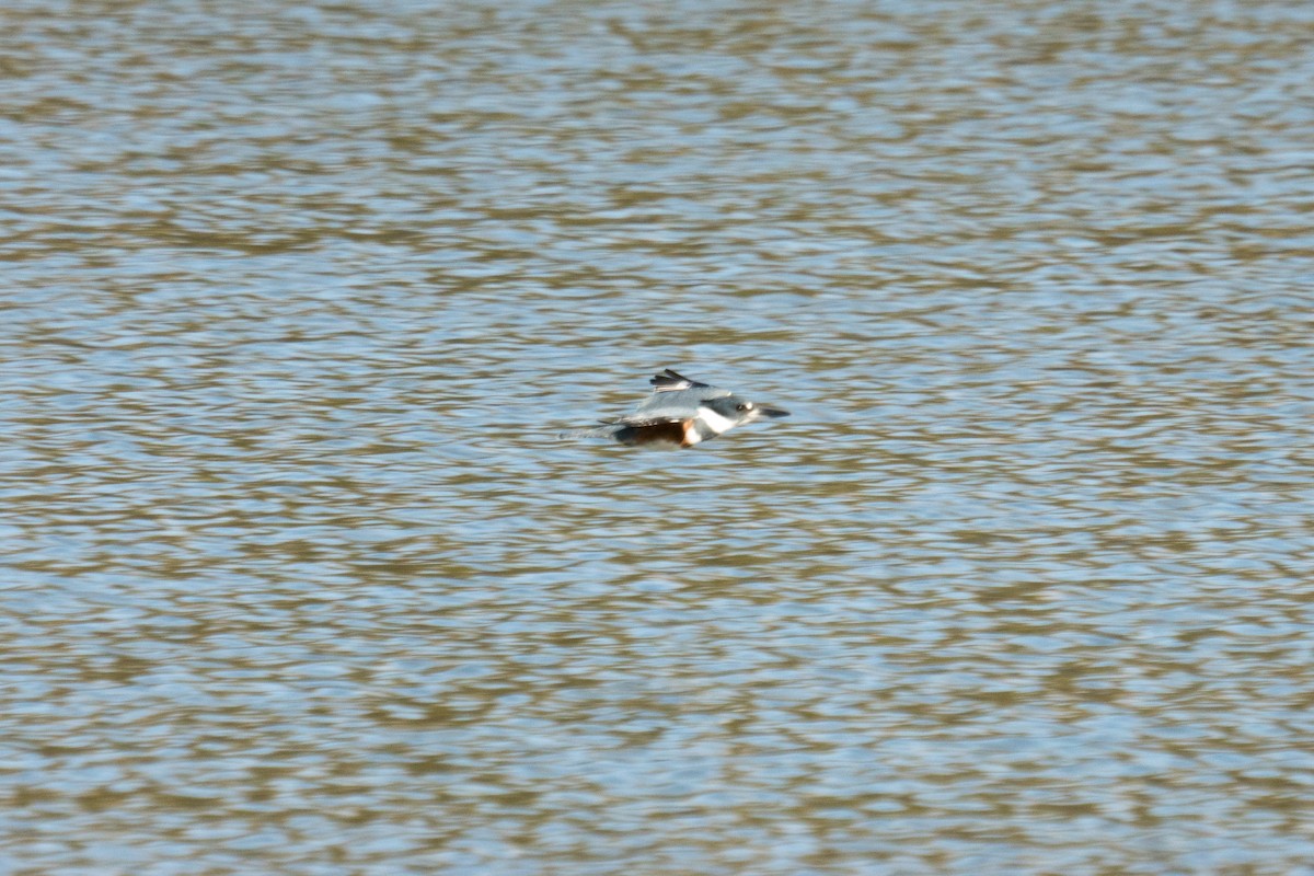 Belted Kingfisher - ML646166522