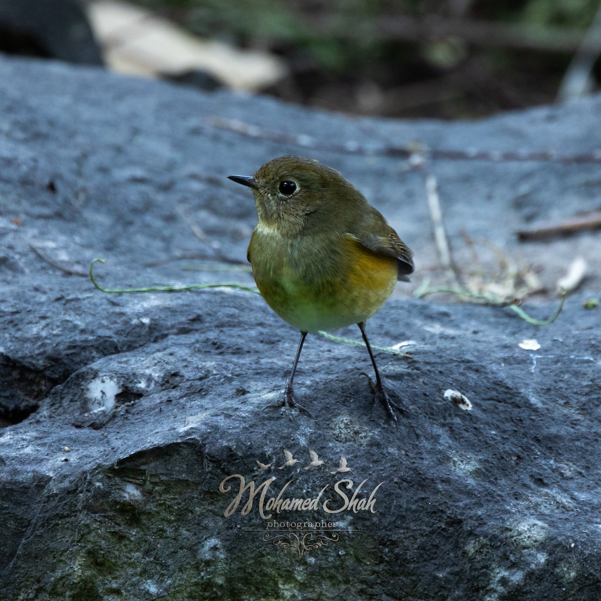 Red-flanked Bluetail - ML646166523