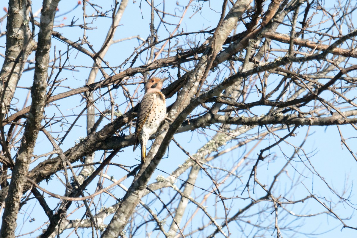 Northern Flicker - ML646166525
