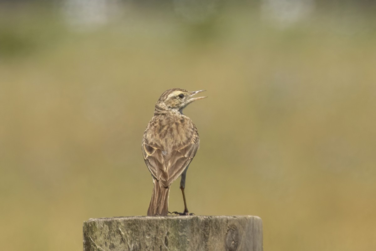 Australian Pipit - ML646166534
