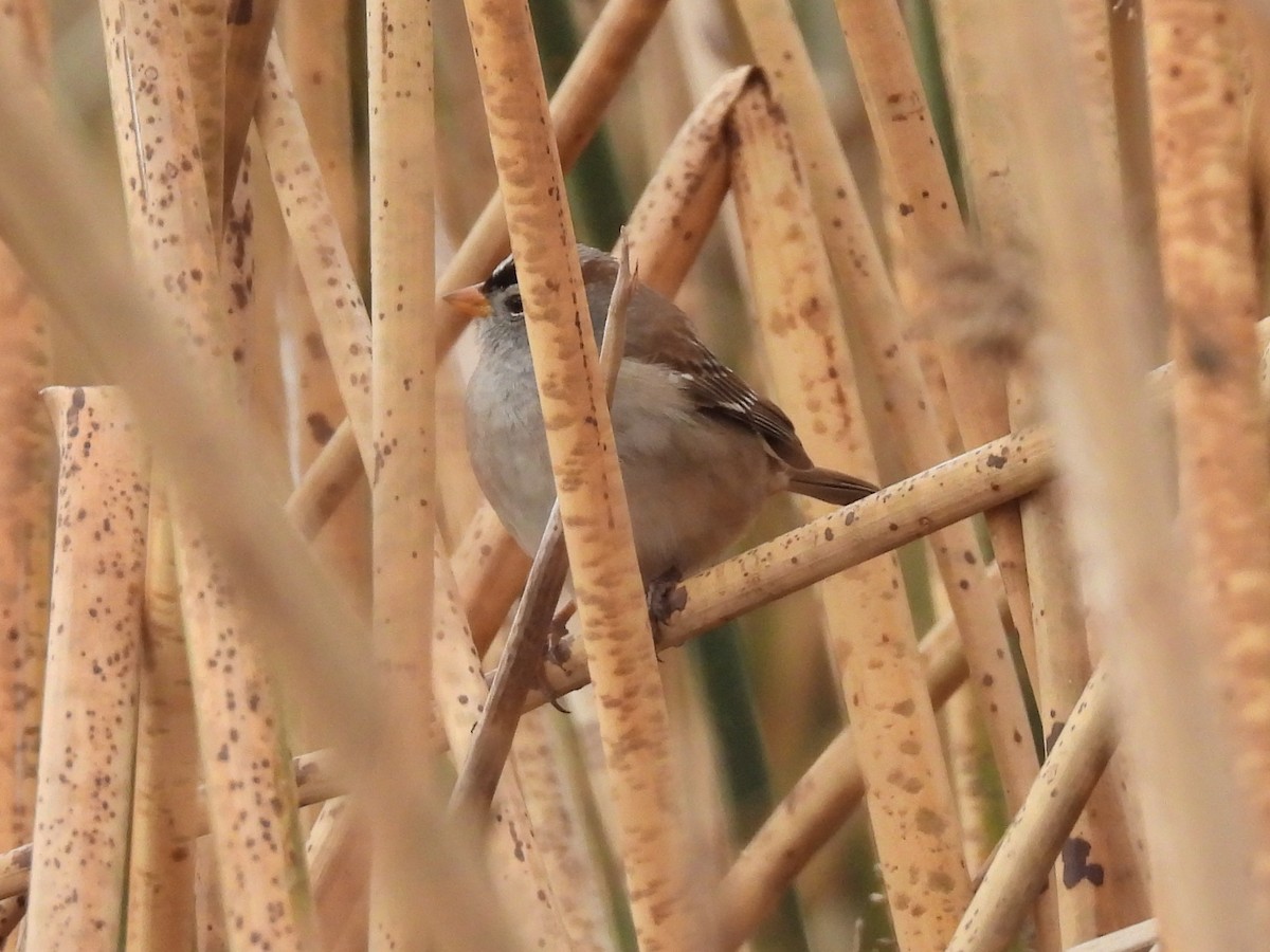 strnadec bělopásý - ML646166535