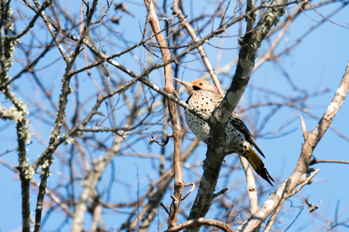 Northern Flicker - ML646166538